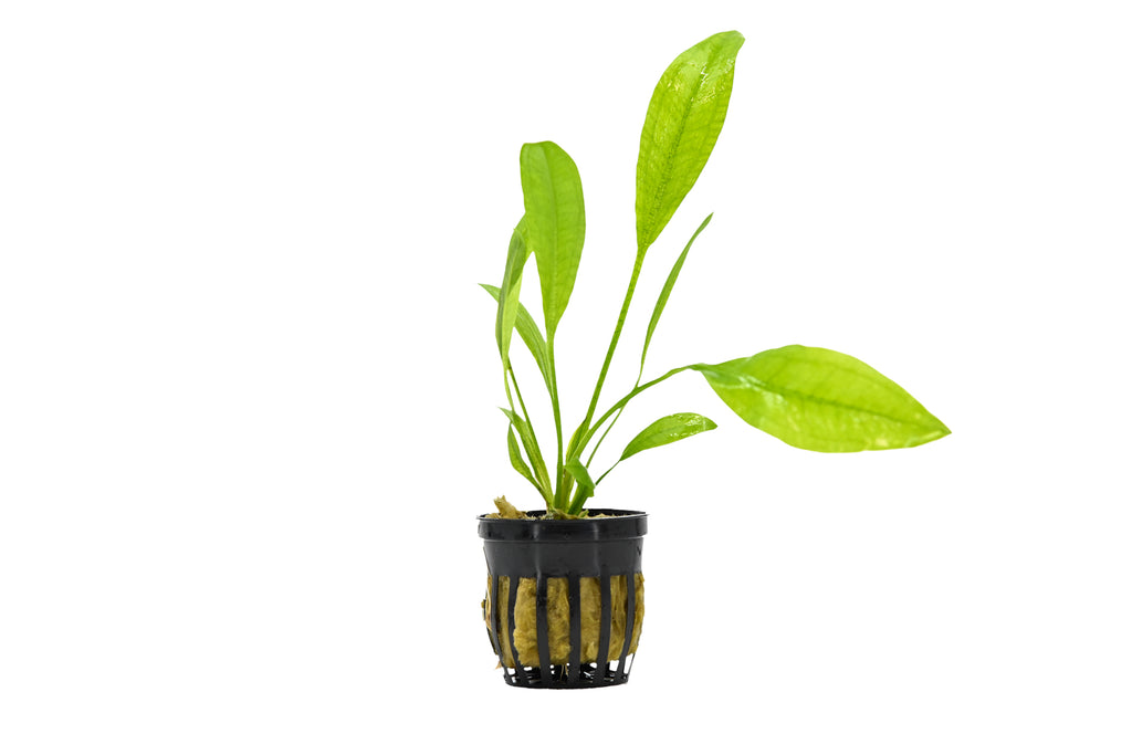 plastic amazon sword plant Amazon Sword Plant for Sale