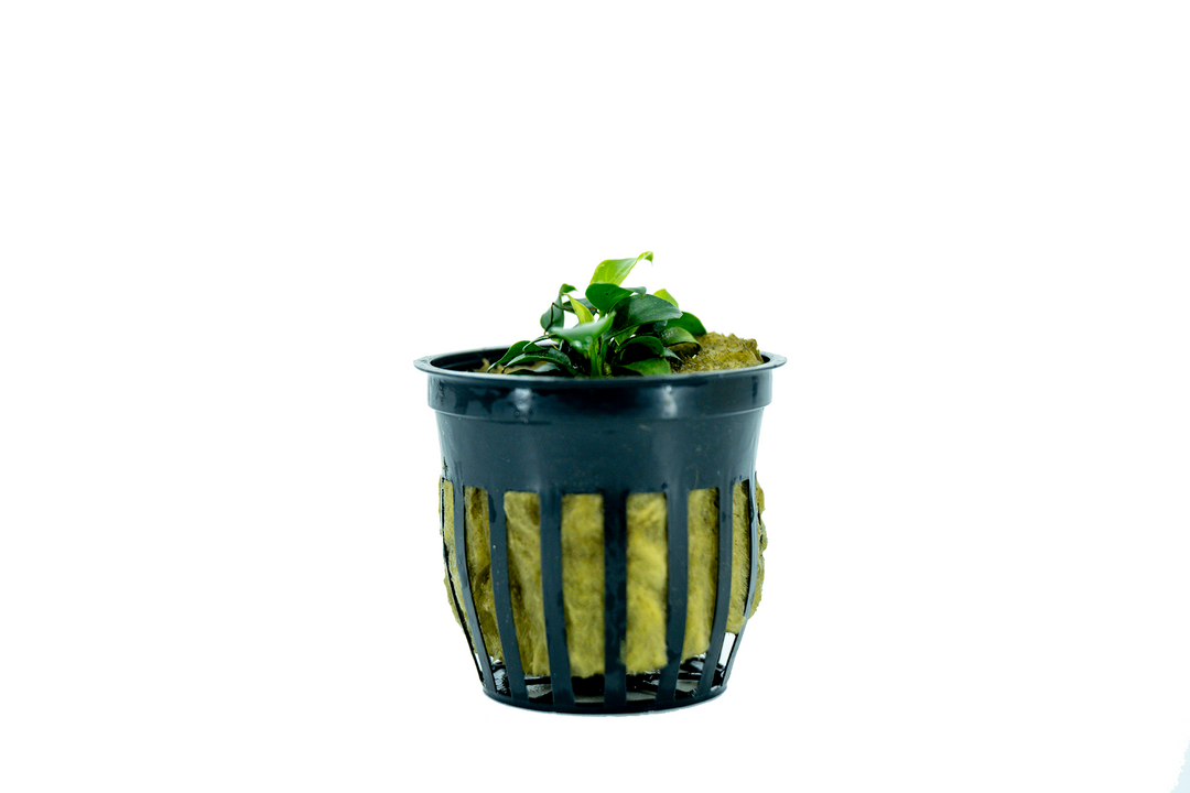Anubias Nana Petite, anubias petite, anubias nana petite care, anubias nana, anubias nana petite for sale, buy anubias petite online, anubias nana petite near me, anubias nana petite aquatic plant, anubias nana petite for freshwater tank