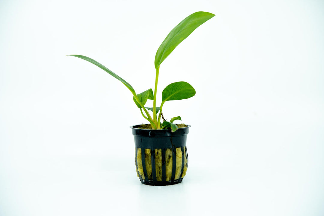 Anubias Congensis potted plant 