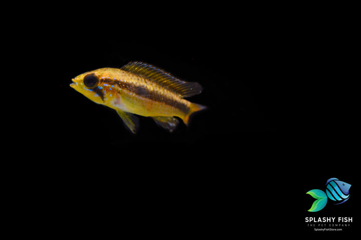 Apistogramma Yellow | Wellow Dwarf cichlid