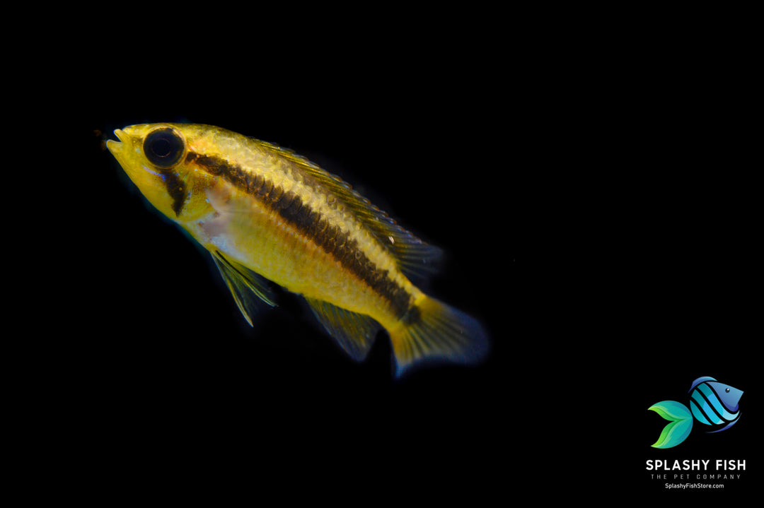Apistogramma Yellow Male swimming