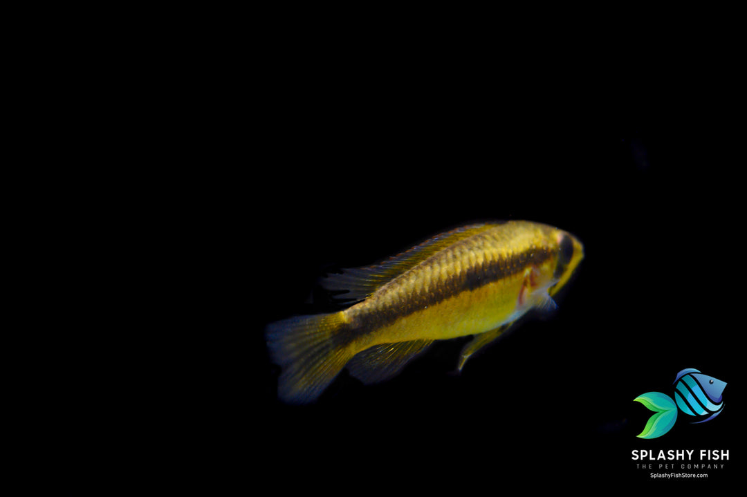 Apistogramma yellow For Sale | Dwarf Cichlids