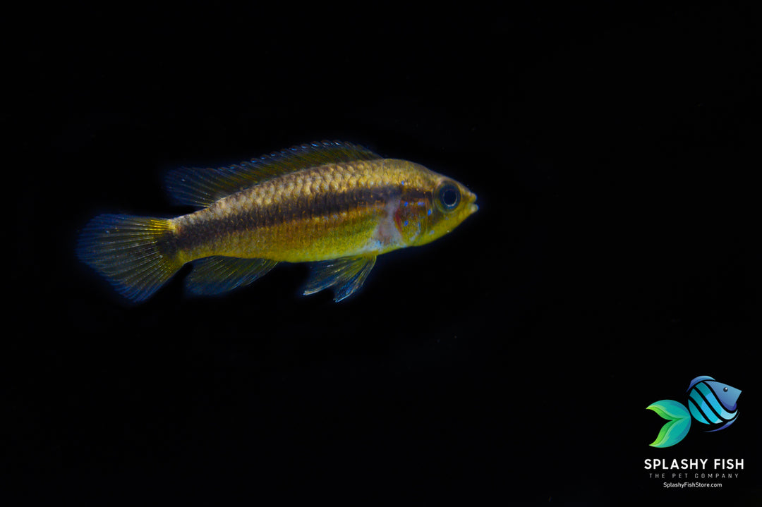 Apistogramma Yellow Female 