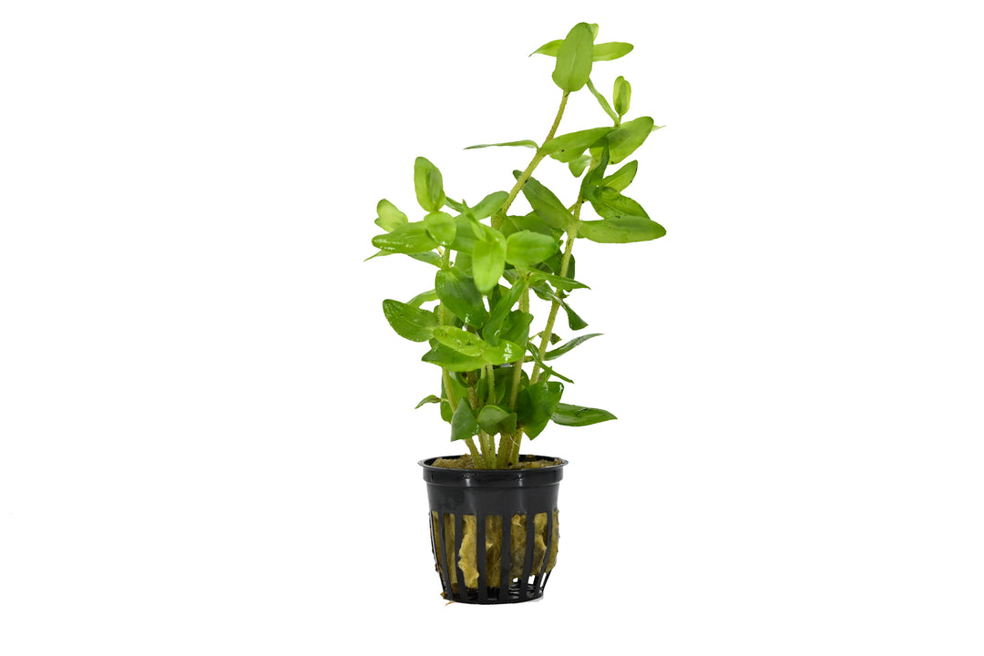 Bacopa madagascariensis potted plant