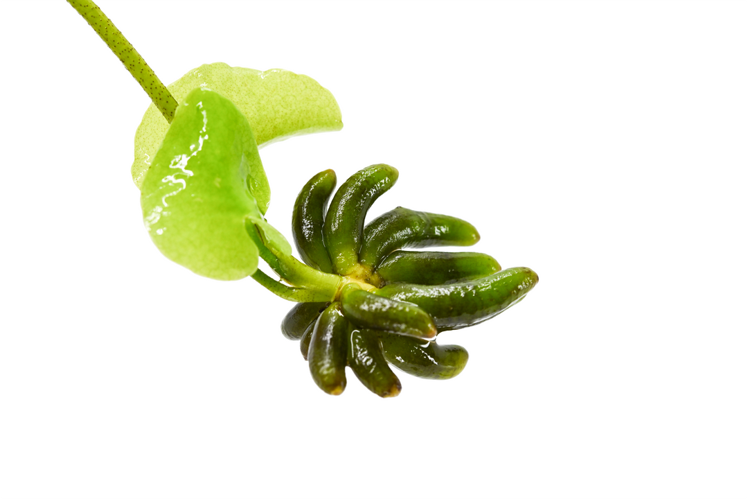Banana Plants For Sales | Live Freshwater Aquarium Plants  | live plants for betta fish for sale