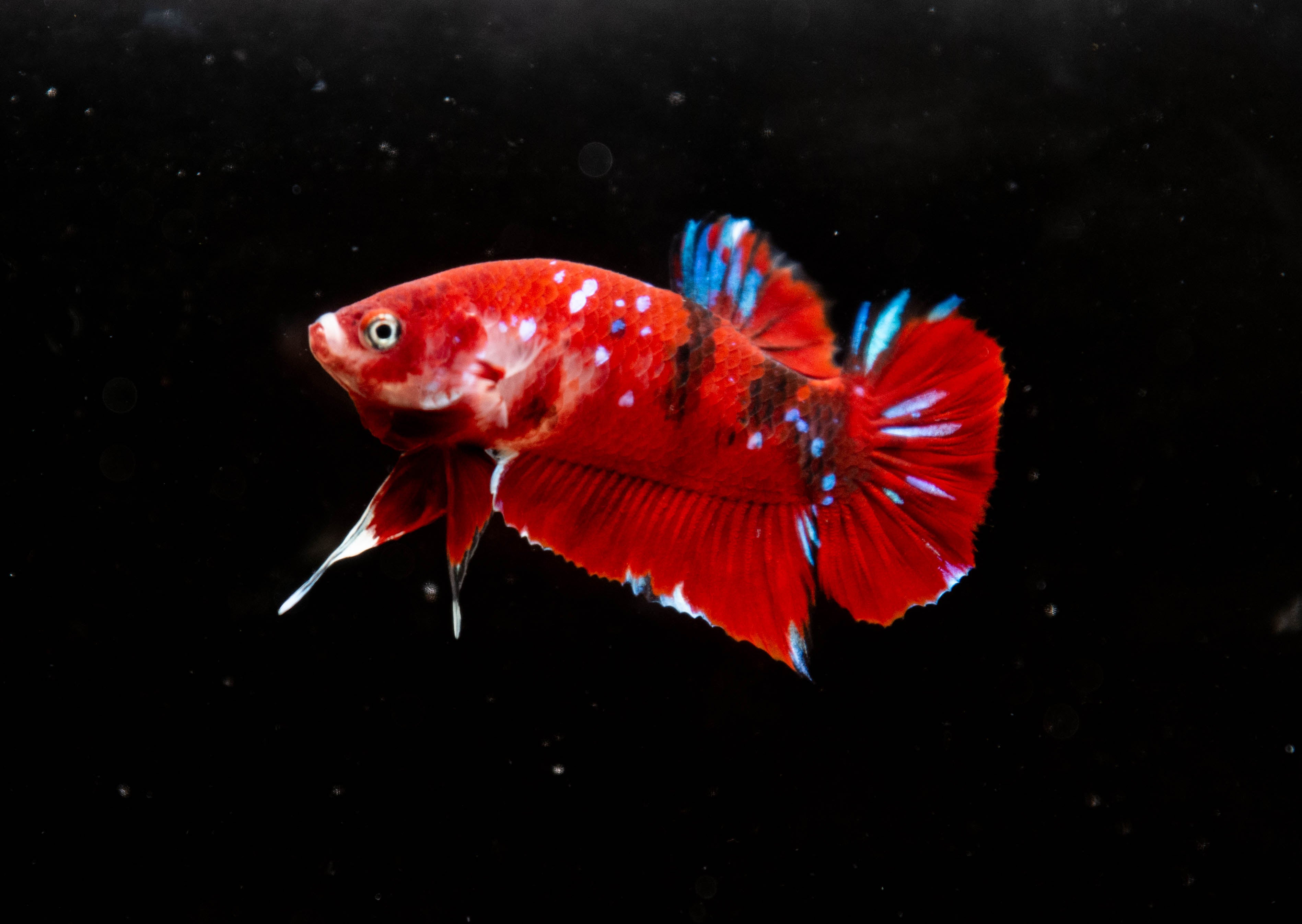 Red Koi Betta Fish For Sale | Aquarium Fish