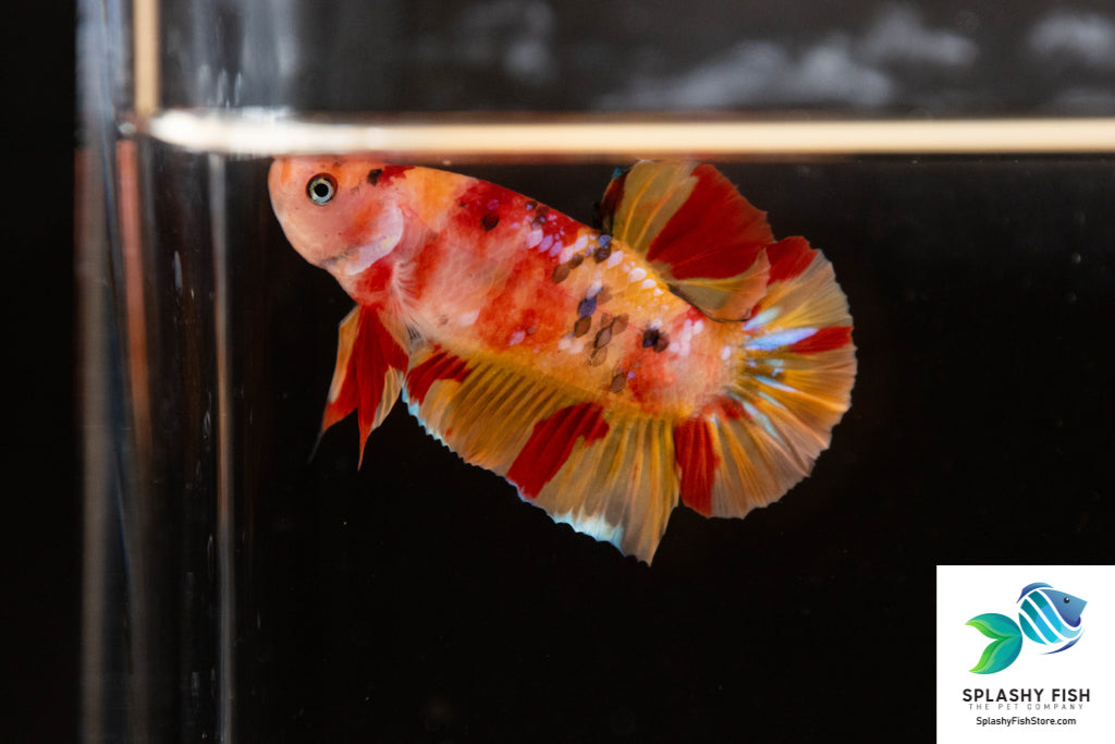 Koi Nemo Male Betta Fish For Sale | Freshwater Fish Tank
