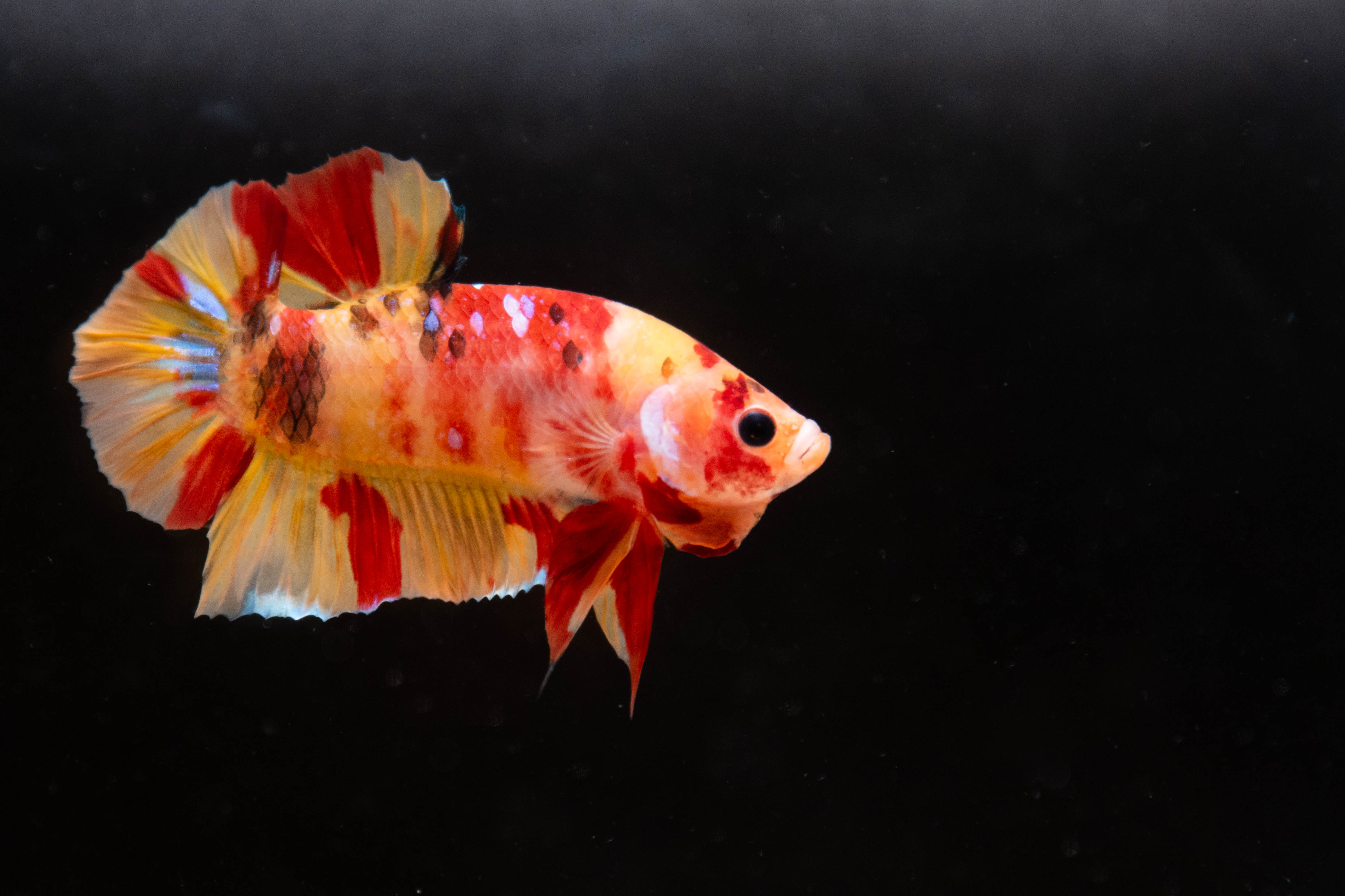 Multicolor Male Betta Fish For Sale | Koi Betta Aquarium Fish