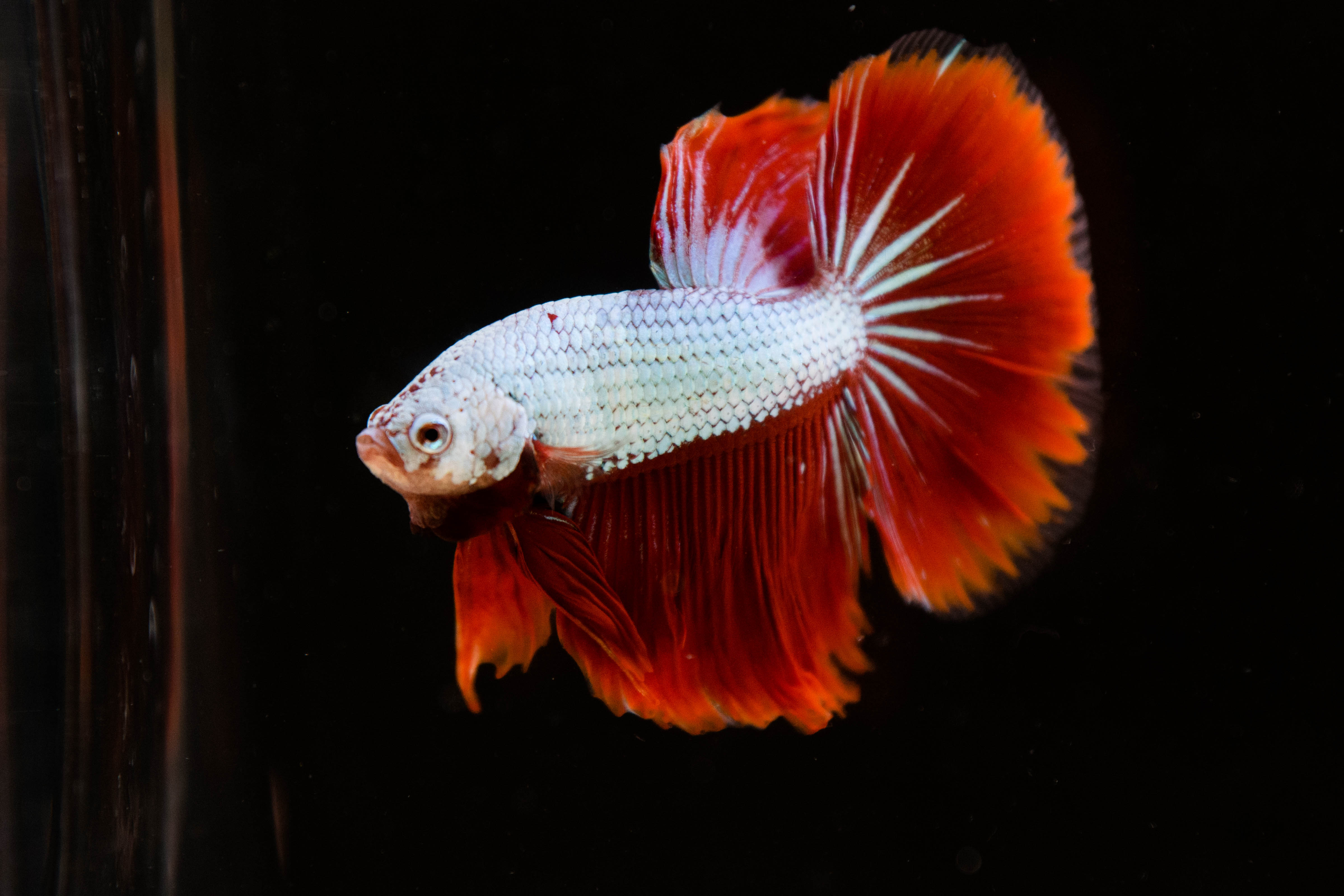 Red Dragon Betta Fish For Sale | Freshwater Fish Tank
