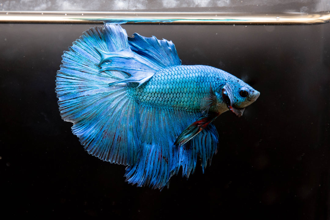 betta fish surprise box Male Mystery PNW Bettas Betta Fish Enclosures | Pet