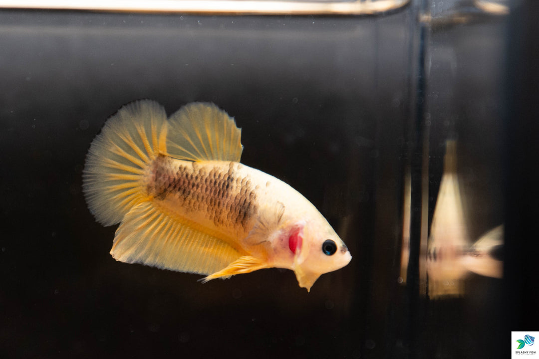 Male Betta Fish For Sale | Freshwater Aquarium Fish