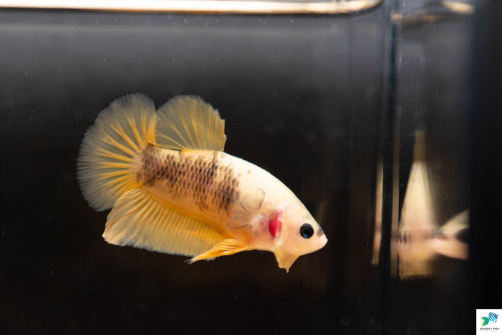 Male Betta Fish For Sale | Freshwater Aquarium Fish
