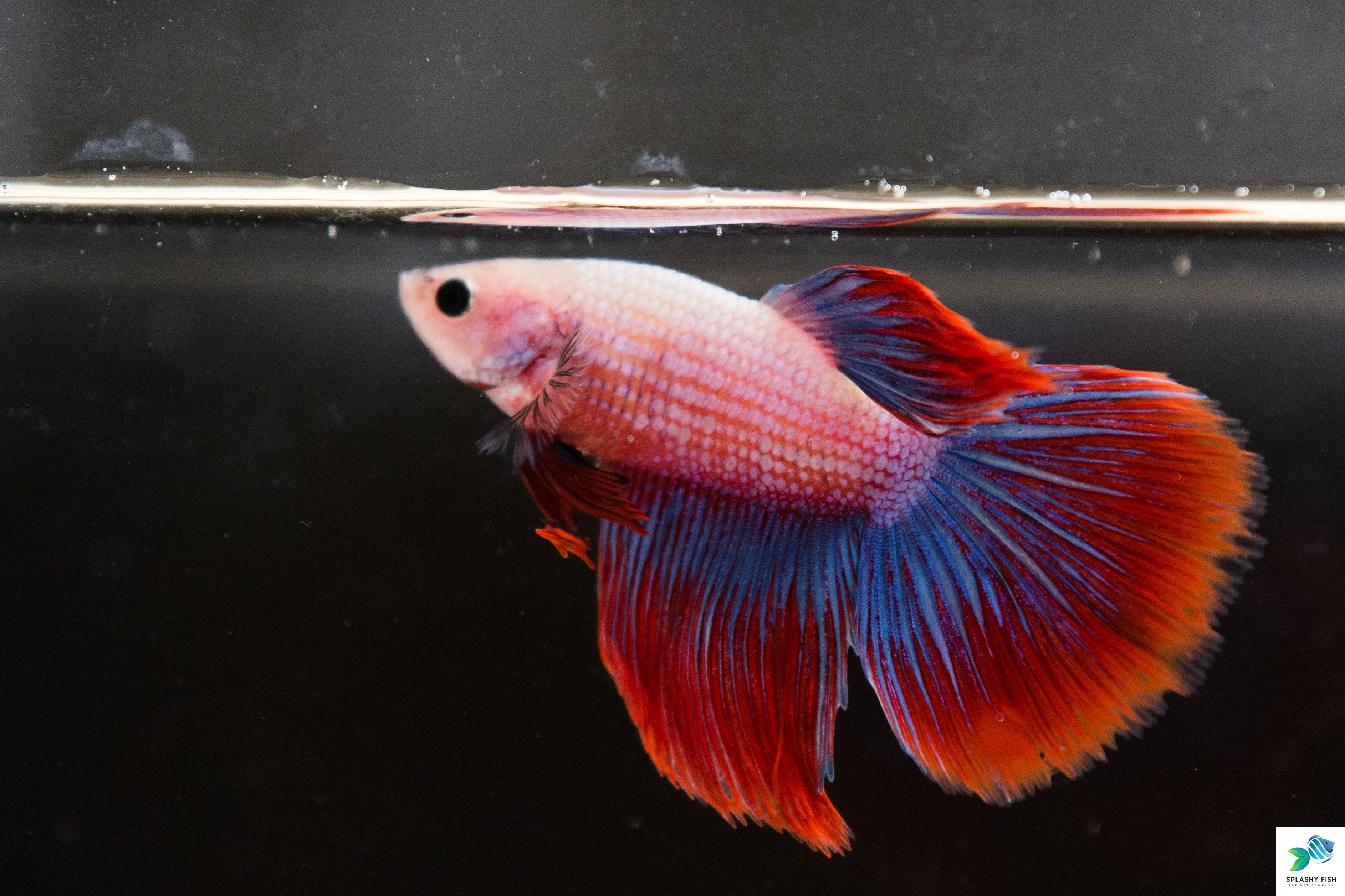 Multicolor Halfmoon Betta Fish For Sale | Freshwater FIsh Tank