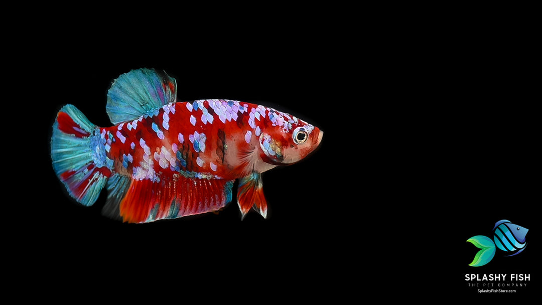 Koi Galaxy Halfmoon Plakat Betta Fish
