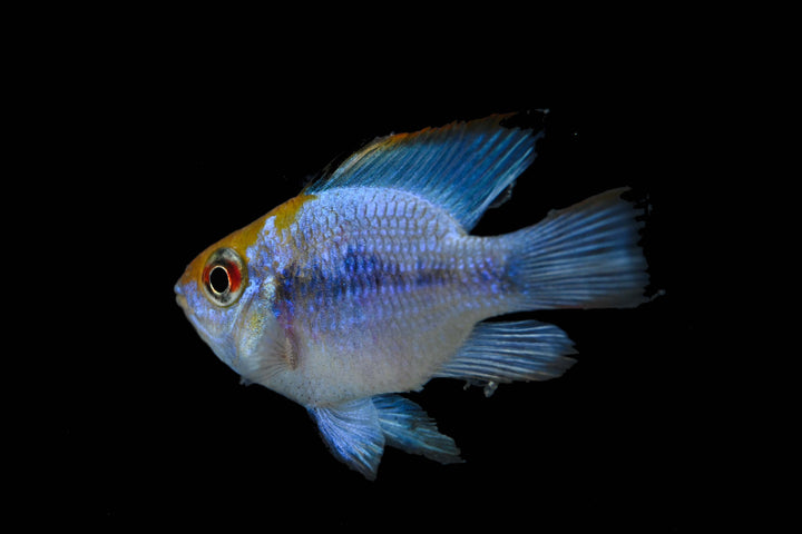german blue ram for sale, blue ram for sale, german blue ram, ram cichlid, ram fish, blue ram cichlid, blue ram, german blue rams, german ram, german blue ram care, german blue ram cichlid, blue ram fish, blue rams, german blue ram fish, mikrogeophagus ramirezi, balloon ram cichlid, german rams