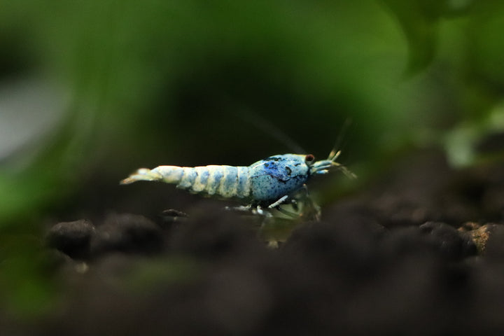 Blue Bolt Caridina Shrimp For Sale, blue bolt shrimp for sale, buy blue bolt shrimp online, blue bolt freshwater shrimp for sale, blue bolt shrimp for aquarium, blue bolt shrimp in aquarium tank, taiwan bee blue bolt for sale