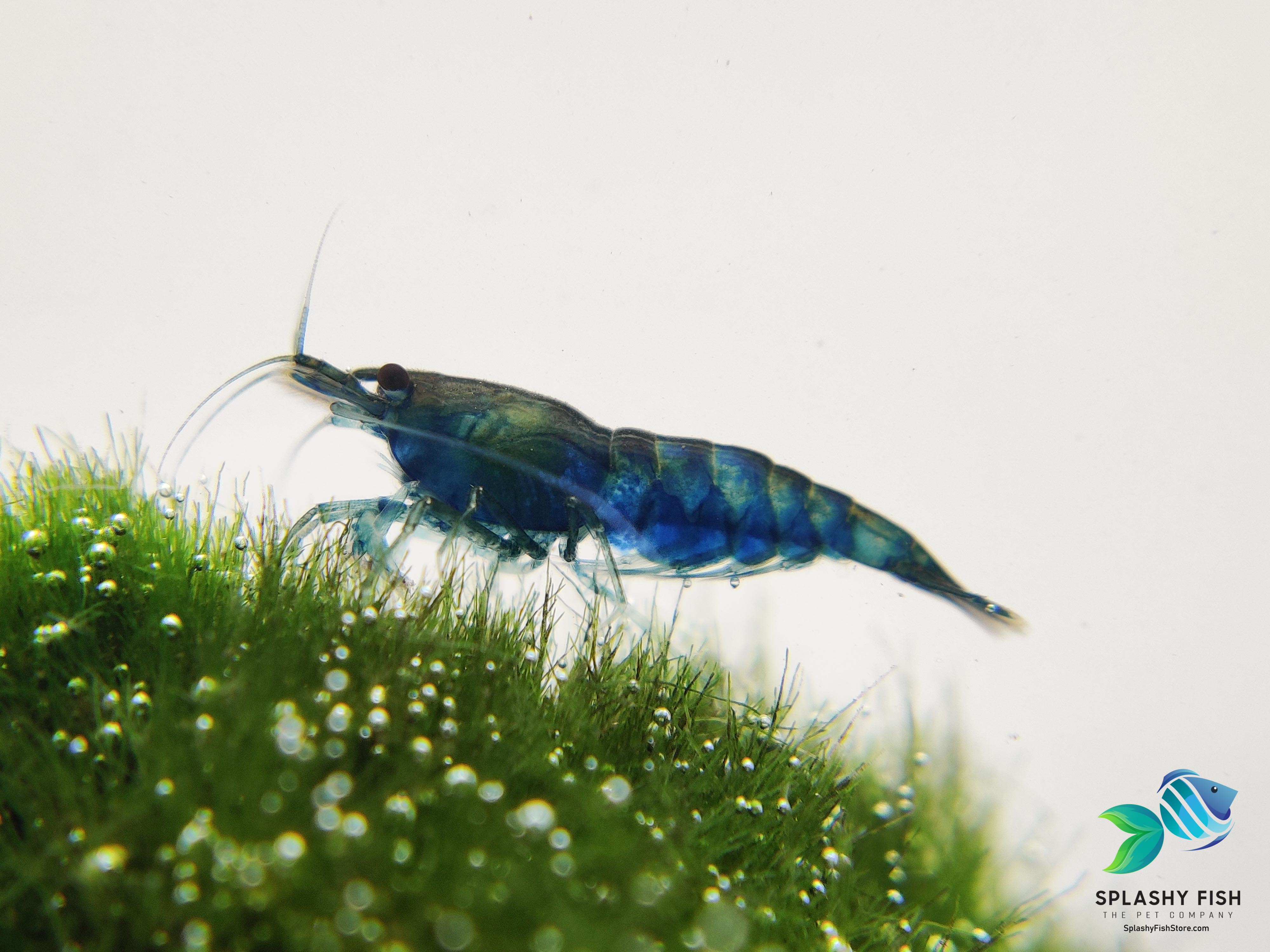 blue dream shrimp for sale, blue shrimp for sale, blue neocaridina shrimp, blue dream shrimp for freshwater aquarium, blue dream shrimp in moss plants, blue dream shrimp for aquarium tank, buy blue dream shrimp online, blue dream shrimp tank