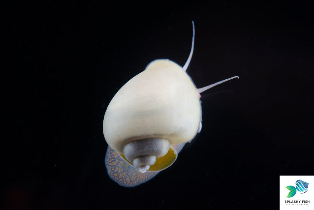 Blue Mystery Snail for sale, Freshwater Aquarium Snail, freshwater snails for sale, aquarium snails for sale, mystery snails for sale