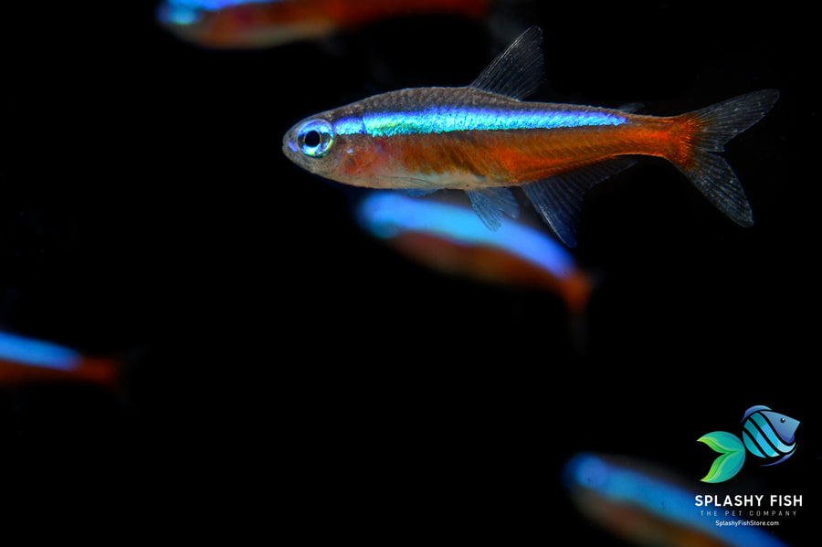 Cardinal Tetra For Sale Live Freshwater Fish for Sale Splashy Fish