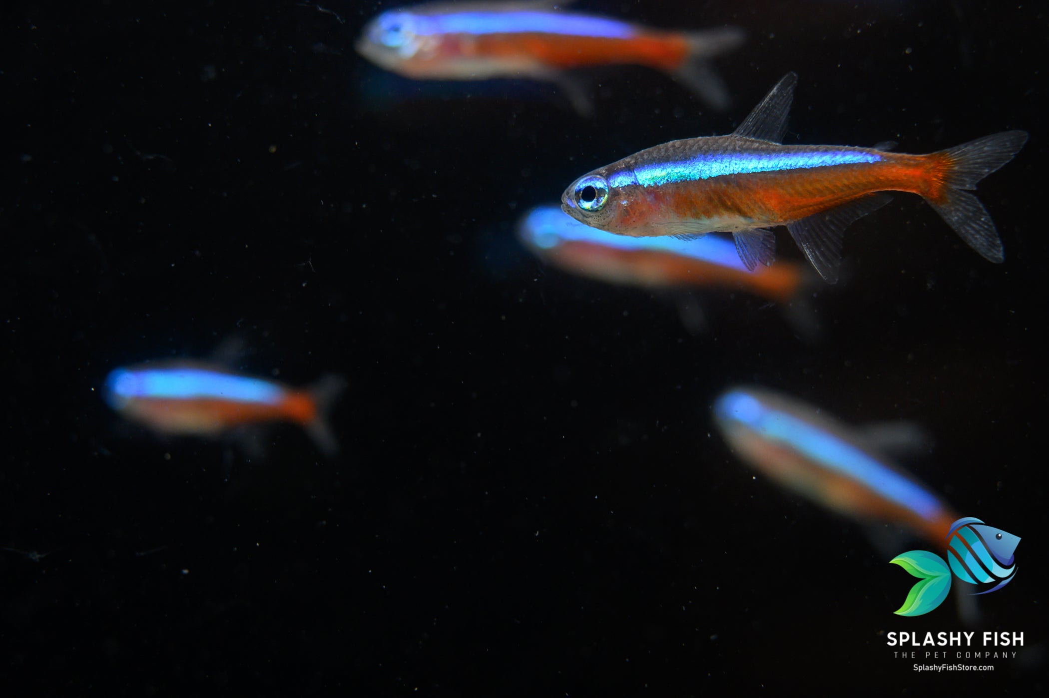 Cardinal Tetra Fish in Tropical Aquarium Fish | Community Fish | Schooling Fish | Splashy Fish