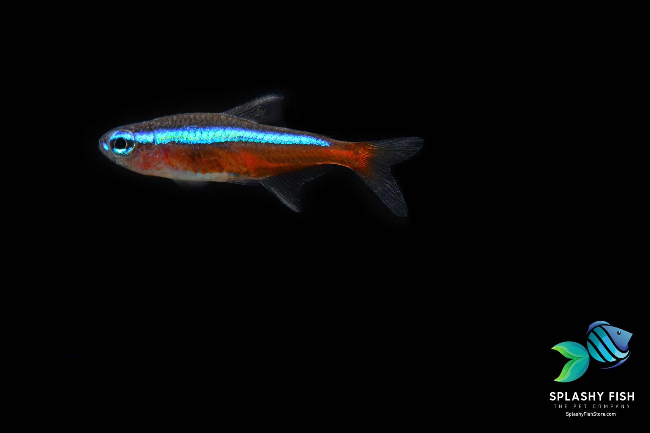 Cardinal Tetra Fish