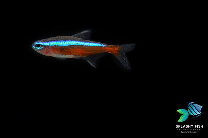 cardinal tetra, cardinal tetra fish, nano fish, cardinal tetra for sale, tetra fish for sale, tetra fish, tetra fishes, tetras, tetra fish for aquarium, types of tetra fish, tetra fish varieties