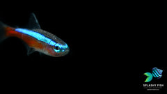 Cardinal Tetra Fish