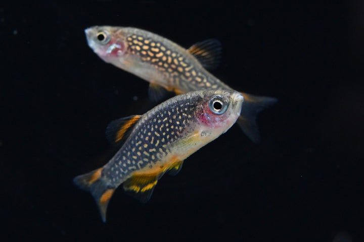 Celestial Pearl Danio For Sale | Live Tropical Freshwater Fish | Splashy Fish 
