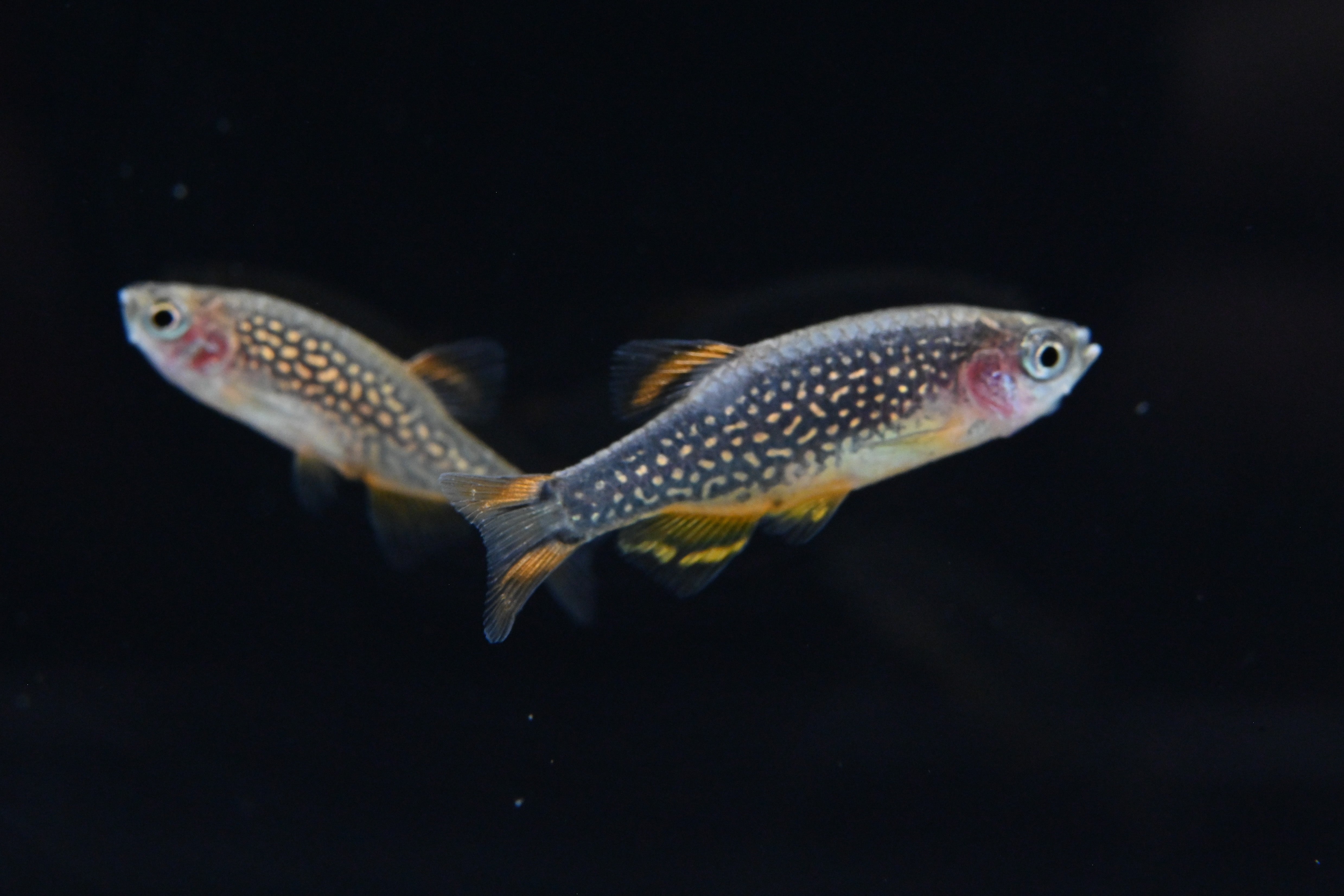 Celestial Pearl Danio For Sale | Live Tropical Freshwater Fish Tank | Splashy Fish 