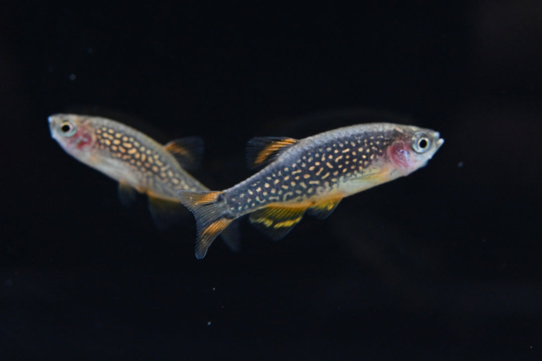 Celestial Pearl Danio For Sale | Live Tropical Freshwater Fish Tank | Splashy Fish 