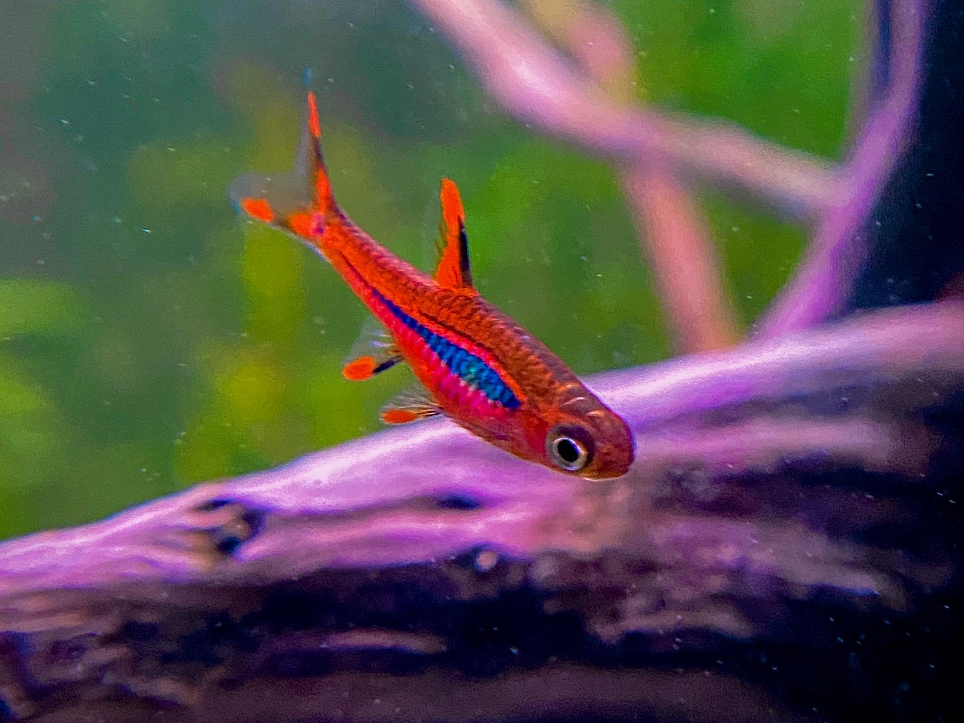 Chili Rasbora For Sale | Best Nano Fish and Schooling fish for Planted fish tank