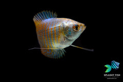 Cobalt Blue Dwarf Gourami