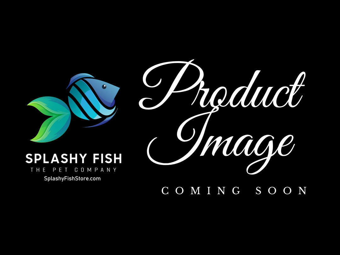 Live Freshwater Aquarium Fish For Sale Splashy Fish