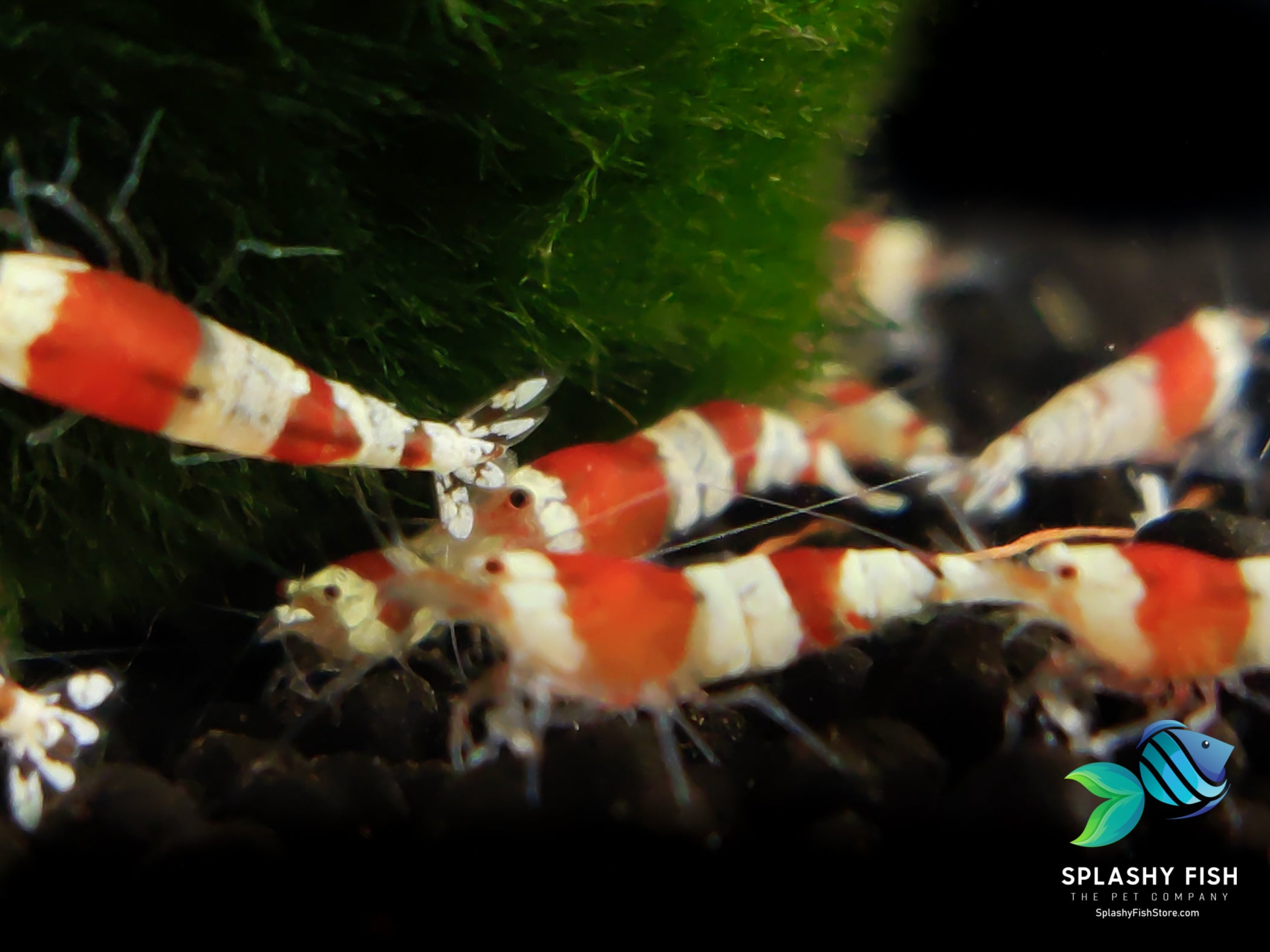 Crystal Red Shrimp A-S Grade, crystal red shrimp, crystal red shrimps, buy red crystal shrimp, red crystal shrimp, crystal red shrimp for sale, crystal red shrimps for sale, crystal red shrimp buy