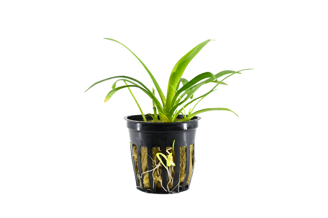 Dwarf Sagittaria Subulata Aquarium Plant