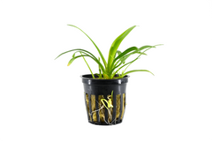 Dwarf Sagittaria Plant