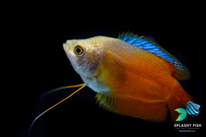 Flame Dwarf Gourami For Sale, flame dwarf gourami, flame gourami, rainbow gourami, red dwarf gourami, dwarf flame gourami, red gourami, red fire dwarf gourami, trichogaster lalius, red flame gourami, red flame dwarf gourami, gourami fish for sale