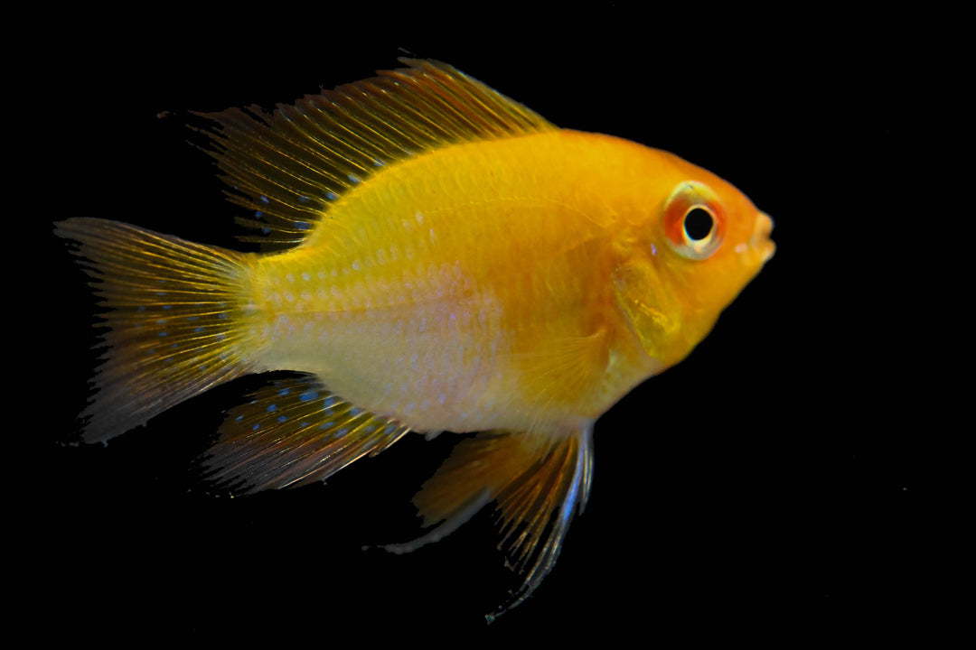 German Golden Balloon Rams For Sale | Dwarf Cichild | Splashy Fish