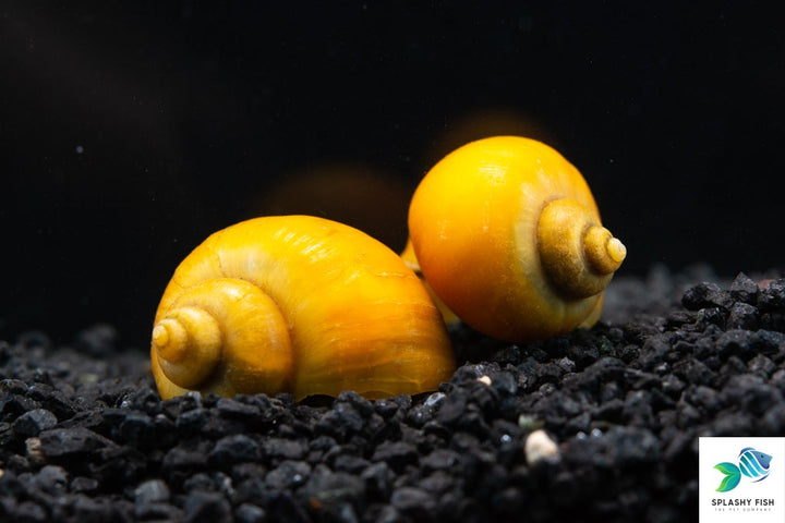 golden mystery snail for sale, gold mystery snail for sale near me, yellow mystery snail, yellow snail, golden snail, golden mystery snails, gold mystery snails, yellow mystery snails, yellow freshwater snail, yellow aquarium snail, yellow apple snail