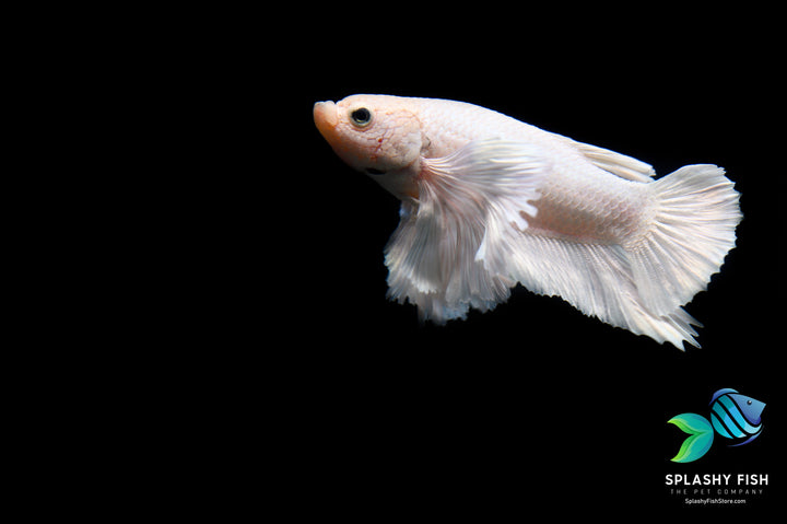 HMPK Male Betta | Dumbo Betta | Dumbo Male Betta For Sale