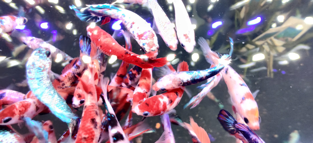 Koi Galaxy Female Betta Fish For Sale | Freshwater Aquarium Fish