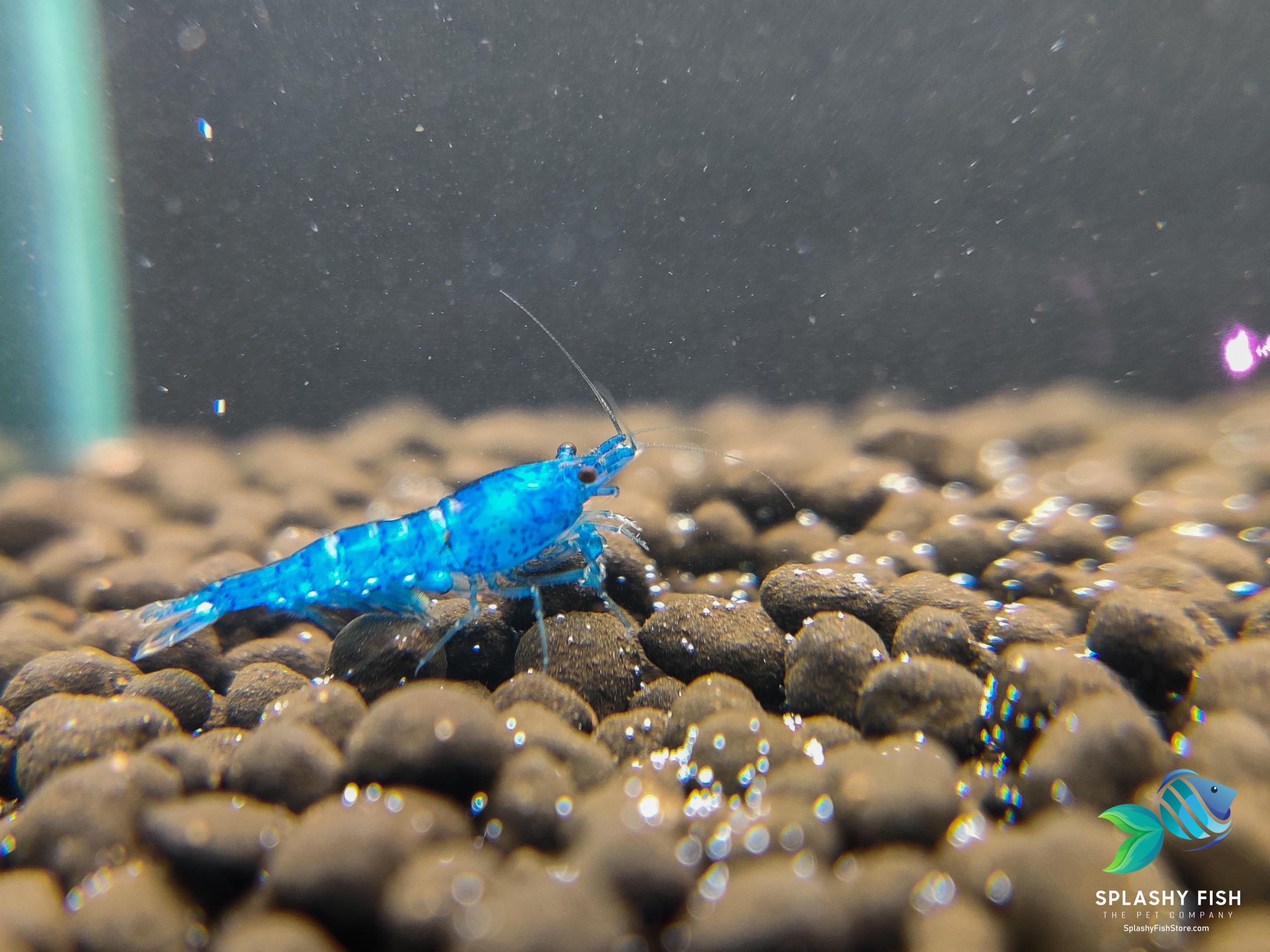 Blue Velvet Shrimp For Sale | Freshwater Neocaridina Shrimp | Splashy Fish | Freshwater Shrimp