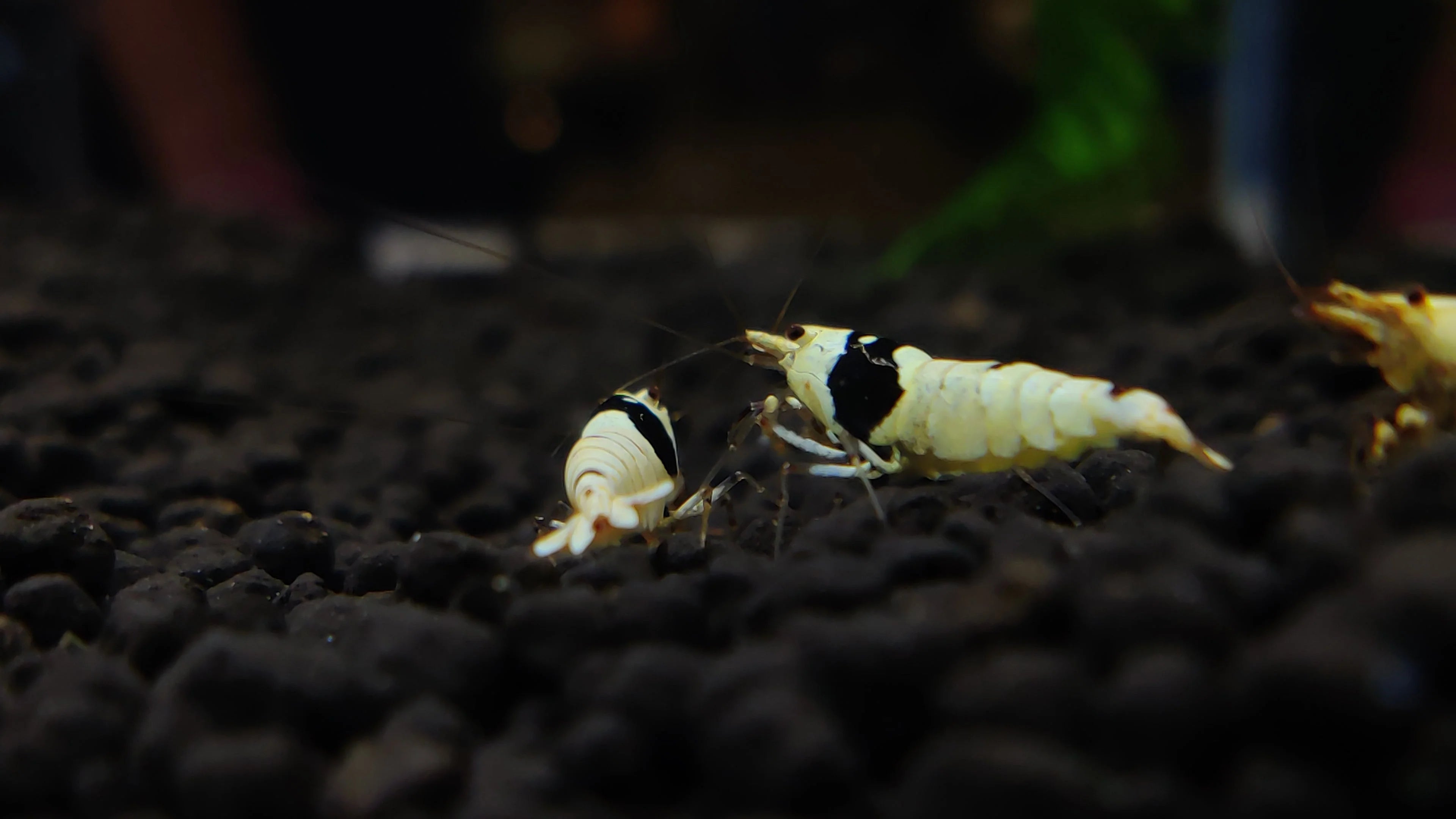 Pure Black Line Shrimp SS Grade | PBL Shrimp | Caridina Shrimp