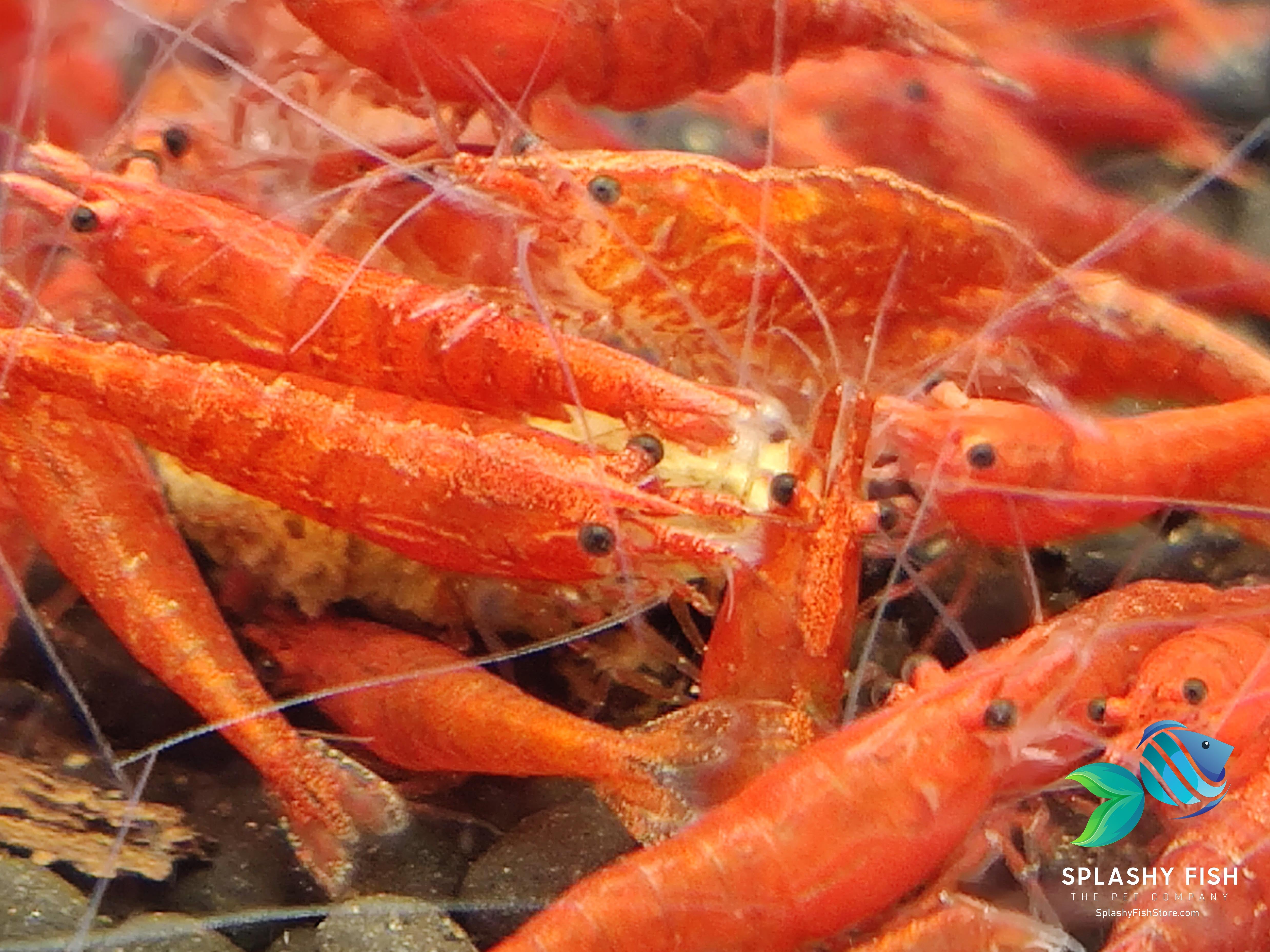 Fire Red Cherry Shrimp For Sale | Neocaridina Shrimp | Splashy Fish | Freshwater Shrimp