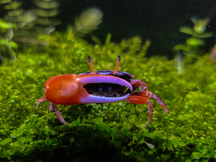 watermelon fiddler crab for sale, watermelon crab for sale, freshwater crab for sale, freshwater crabs for sale, watermelon fiddler crabs