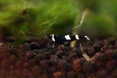 Panda Caridina Shrimp