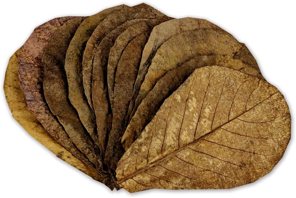 Indian Almond Leaves Aquarium Fish | Splashy Fish