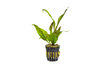 Java Fern Aquatic Plant (Microsorum pteropus)