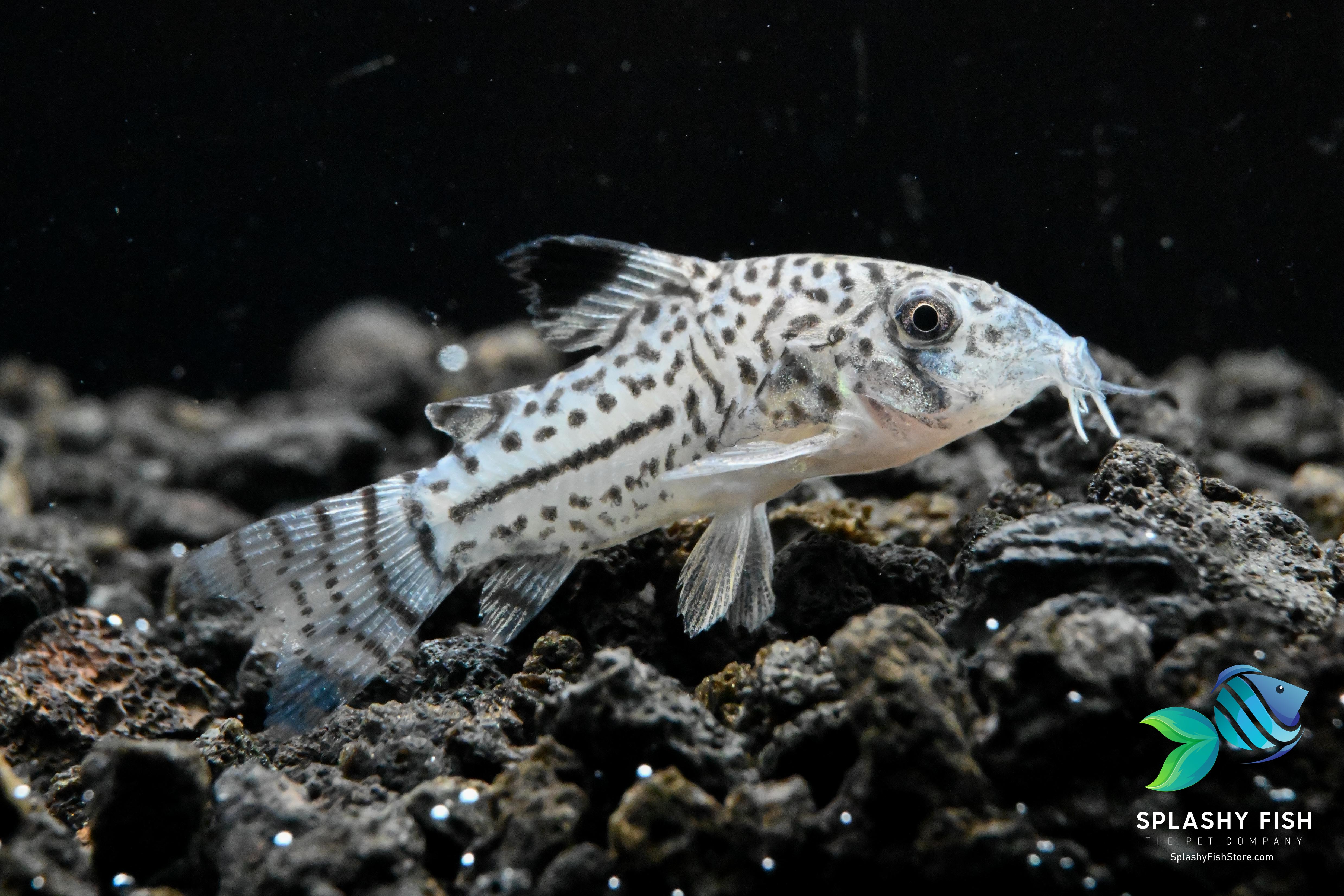 Julii Corydoras Fish For Sale, live julii cory catfish, julii corydoras catfish for sale, julii cory catfish for sale, julii corys, julii cory fish for sale, julii corydoras catfish for aquarium, buy julii cory catfish online