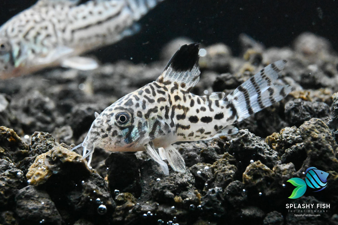 Julii corys, julii corydoras for sale, julii catfish for sale, julii corydoras catfish, live julii corydoras, julii corydoras for aquarium, julii corys for sale, buy julii corydoras for sale, julii cory fish